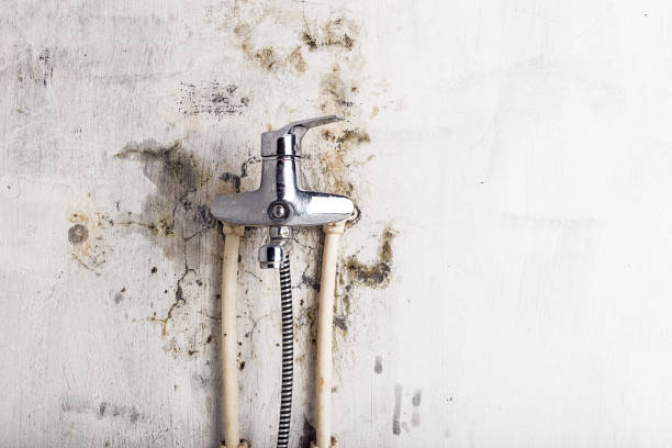 Best Black Mold Removal  in Flower Mound, TX