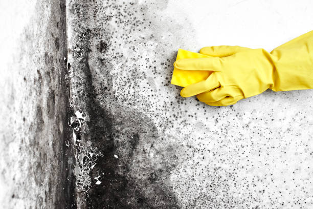 Mold Removal Process in Flower Mound, TX