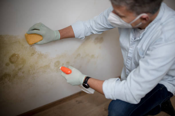 Best Home Mold Removal  in Flower Mound, TX
