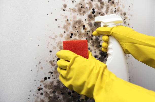 Best Mold Remediation  in Flower Mound, TX