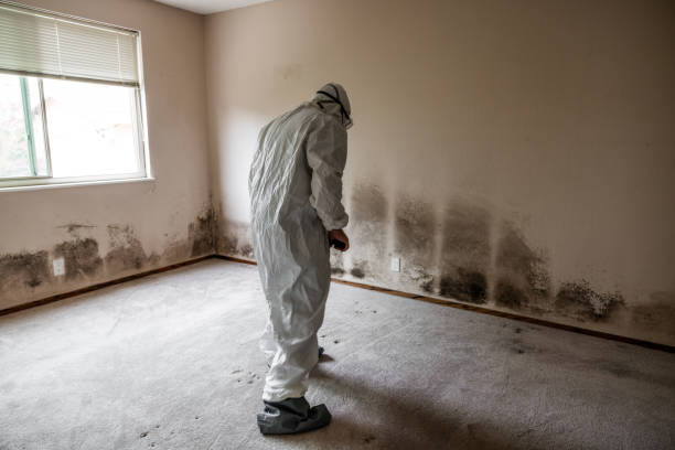 Best Commercial Mold Removal  in Flower Mound, TX