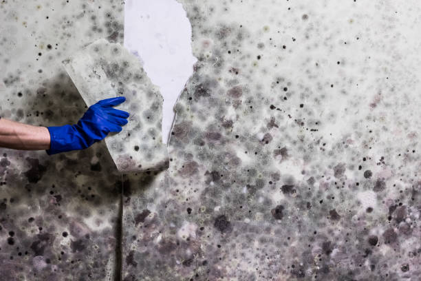 Best Professional Mold Removal  in Flower Mound, TX