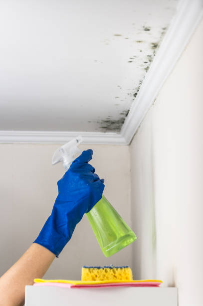 Best Mold Removal Process  in Flower Mound, TX